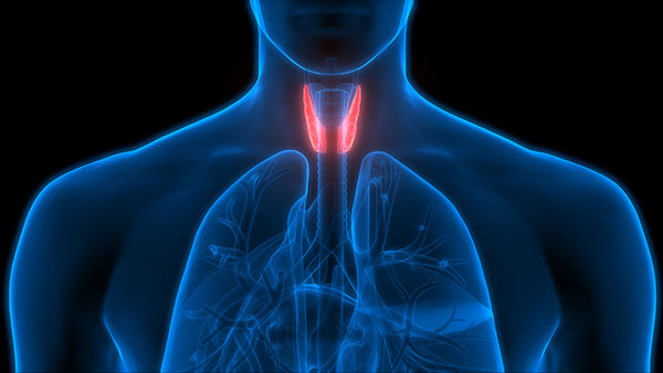 The Thyroid: The Body’s Furnace