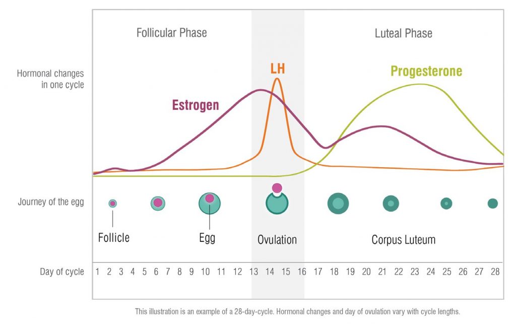 Statistical brain activation T-maps showing menstrual cycle phase by
